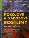 Pokojové a nádobové rostliny pro byt i balkony