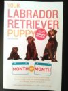 Your Labrador Retriever Puppy