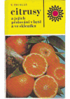 Citrusy a jejich pěstování v bytě a ve skleníku