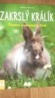 Zakrslý králík 